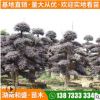 現貨供應紅繼木樁景別墅綠化造型紅花繼木樹行道園林庭蔭紅桎木樹