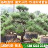 大量出售造型黑松別墅園林盆景植物四季常青造型松庭院綠化樹(shù)樁