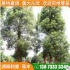批發(fā)叢生香樟移植全冠香樟道路綠化風(fēng)景樹(shù)四季常綠樹(shù)樁冠幅規(guī)格全