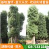 苗圃批發(fā)多頭香樟 行道風(fēng)景香樟樹(shù) 市政園林綠化小葉香樟樹(shù)樁