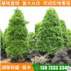 湖南苗圃竹柏綠化工程風(fēng)景樹(shù)四季常青綠化造型竹柏樹(shù)樁規(guī)格多