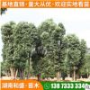 供應(yīng)湖南叢生香樟樹(shù)園林景觀多桿香樟庭院常青大香樟工程綠化樹(shù)樁