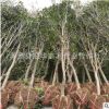 桂花苗直銷 桂花樹苗 桂花小苗 桂花樹 規(guī)格齊全 品種全