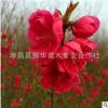 湖北碧桃苗 碧桃樹 紫葉碧桃 碧桃樹 花色艷麗 花期長 生長快