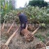 批發(fā)園林綠化果樹 喬木枇杷 實生枇杷樹 大喬木 四季常綠