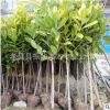 批發(fā)園林綠化苗廣玉蘭苗 玉蘭 廣玉蘭樹 常青常綠 工程用苗