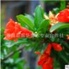 批發(fā)園林綠化石榴 花石榴批花 果石榴樹 量大價優(yōu) 庭院樹木