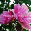 出售木槿 木槿小苗 木槿花樹 木槿花苗 木槿樹苗 價格優(yōu)惠