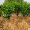 出售木槿樹苗 綠化工程苗 木槿樹苗銷售 2 3公分以上 觀花樹苗