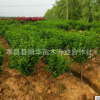批發(fā)綠化苗木 木槿苗 叢生木槿 木槿花苗 庭院工程綠化規(guī)格齊全