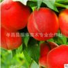 批發(fā)湖北占地桃樹 大紅桃 水密桃 品種多 規(guī)格齊全