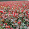 紅葉石楠小苗 湖北高桿紅葉石楠 石楠球規格齊全 花木批發
