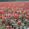 基地直銷 紅葉石楠 工程綠化苗 紅葉石楠小苗 紅葉石楠球