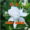 批發(fā)梔子花 大小葉梔子花苗盆栽 清香怡人 綠化苗木 可以露地過冬