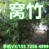 銷售園林綠化窩竹 倭竹批發(fā) 河南窩竹 潢川窩竹 四季常綠常青