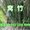 批發(fā)園林綠化竹子 倭竹 窩竹批發(fā) 生長速度快 湖北本地竹子