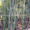 批發(fā)青竹 剛竹 淡竹 早園竹苗基地直銷優(yōu)質(zhì)竹子苗 大量現(xiàn)貨量大優(yōu)