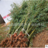 基地批發(fā)竹子 剛竹 四季竹 品種全 工程 庭院綠化 量大價(jià)優(yōu)