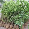 園林綠化工程苗耐寒植物冬青 冬青綠化帶苗 北海道冬青球籬笆苗