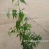 棣棠工程苗黃棣棠小苗綠化工程用苗黃棣棠工程苗