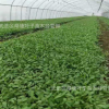 蘭花鼠尾草小杯苗麻葉鼠尾草花苗四季常青綠化苗藍(lán)花鼠尾草