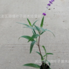 墨西哥鼠尾草鼠尾草小杯苗墨西哥鼠尾草草花苗鼠尾草綠化工程