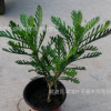黃金菊苗黃金菊小杯苗工程苗綠化工程小苗黃金菊大杯苗 杯苗