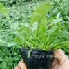 金雞菊花苗金雞菊小杯苗四季常綠工程苗花海工程苗金雞菊杯苗