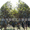湖南長沙枇杷苗庭院種植盆栽地載植物枇杷樹 2-3公分枇杷樹價額