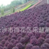 湖南長沙批發(fā)冠幅60-80-100-120-150公分紅繼木球類苗木價額圖片