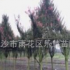 湖南長沙樂慧苗圃供應紫薇樹苗木園林綠化苗木紫薇樹樁直銷基地