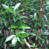 湖南法國冬青小苗綠籬珊瑚樹園林綠化植物叢生型苗木樹四季常青
