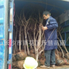 園林綠化苗木行道樹 地栽盆栽庭院花壇植物 胸襟2到6cm優(yōu)質櫻花樹