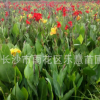 湖南園林植物紅花美人蕉地栽盆栽 美化環(huán)境 凈化空氣 花大艷大