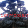 湖南長沙樂慧苗圃批發(fā)20-25-30-35造型欏木石楠樹 庭院園林植物