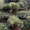 8-10-12--15-20-25公分造型羅漢松樹樁盆景出售常綠風景樹苗木