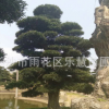 湖南長沙批發(fā)日本造型羅漢松盆景園林綠化喬木庭院植物25公分