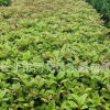 湖南苗圃批發(fā)桂花樹苗 八月桂花樹 高度60-150公分 綠化苗品種齊