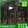 桿高3米中東海棗價格 中東海棗 銀海棗 基地生產 大量批發