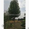 批發(fā)樂昌含笑 15公分大樂昌含笑樹苗 價格實惠