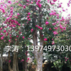 批發(fā)風景樹紫薇樹苗 冠幅5-6米 高度6-7米的紅花紫薇百日紅