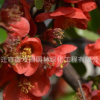 貼梗海棠小苗批發(fā)垂絲海棠綠化花木庭院觀賞氣味芳香行道海棠苗