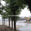 沭陽本地香樟 原冠香樟 移植香樟 香樟苗價格表圖片