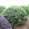 大茶花球、嫁接茶花、七星茶花、茶花小苗、茶花球等苗木