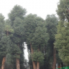 供應(yīng)香泡、移栽香泡、香泡樹(shù)、移栽香泡樹(shù)