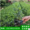 毛杜鵑地被苗 多種規格 綠化苗木、基地直銷、量大價優、品種多樣