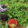 平邑金銀花小苗種植基地供應金銀花苗 金銀花樹苗 紅花 四季開花