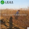 長期供應 優質杏苗種植 杏樹苗 根系發達 量大從優