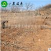 苗圃直銷 櫻桃苗 巴西甜櫻桃樹苗 根系發達