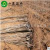 基地提供 黑珍珠櫻桃苗 巴西櫻桃苗批發 歡迎訂購